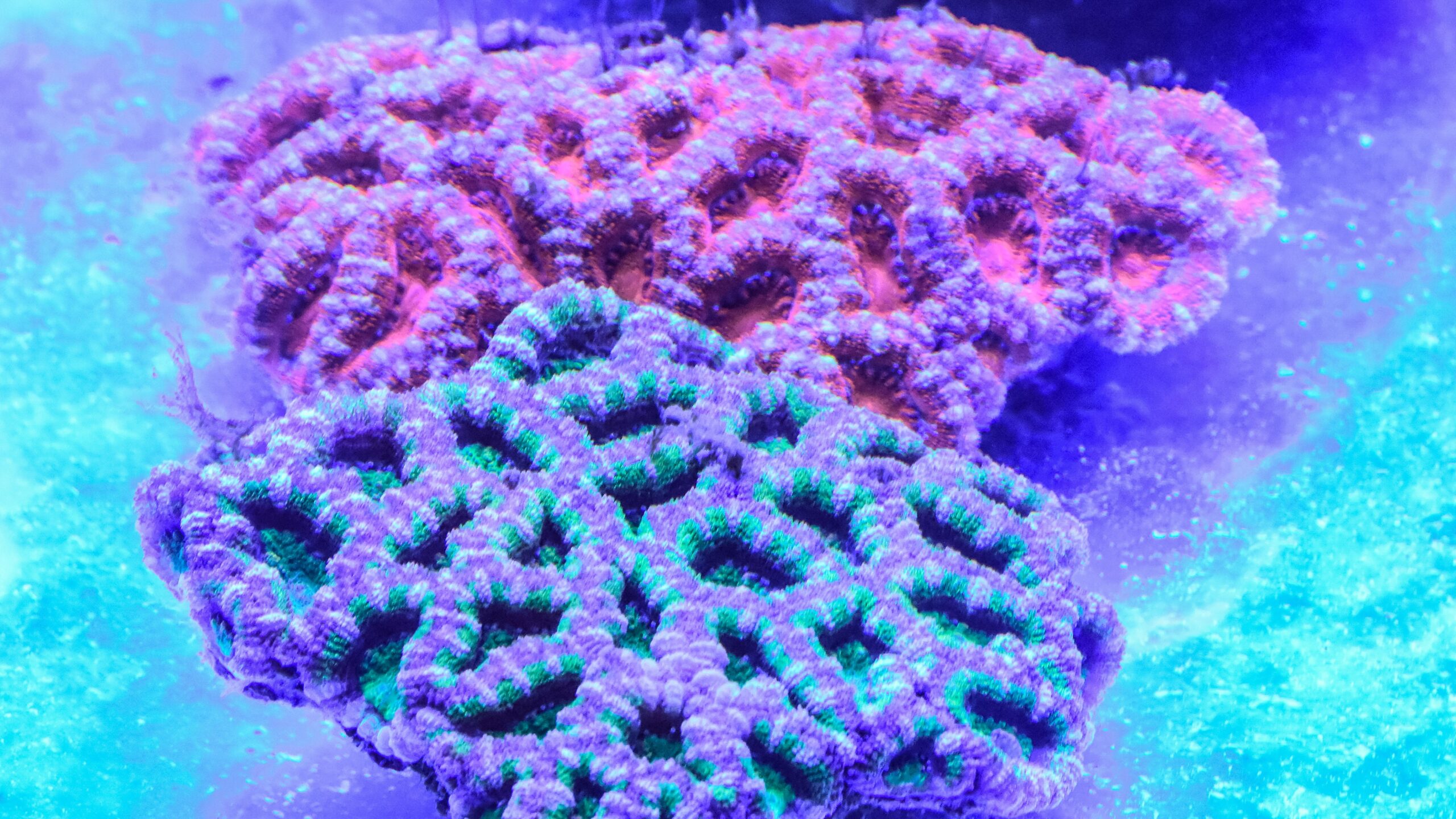 Cesuur: waar ligt de grens?